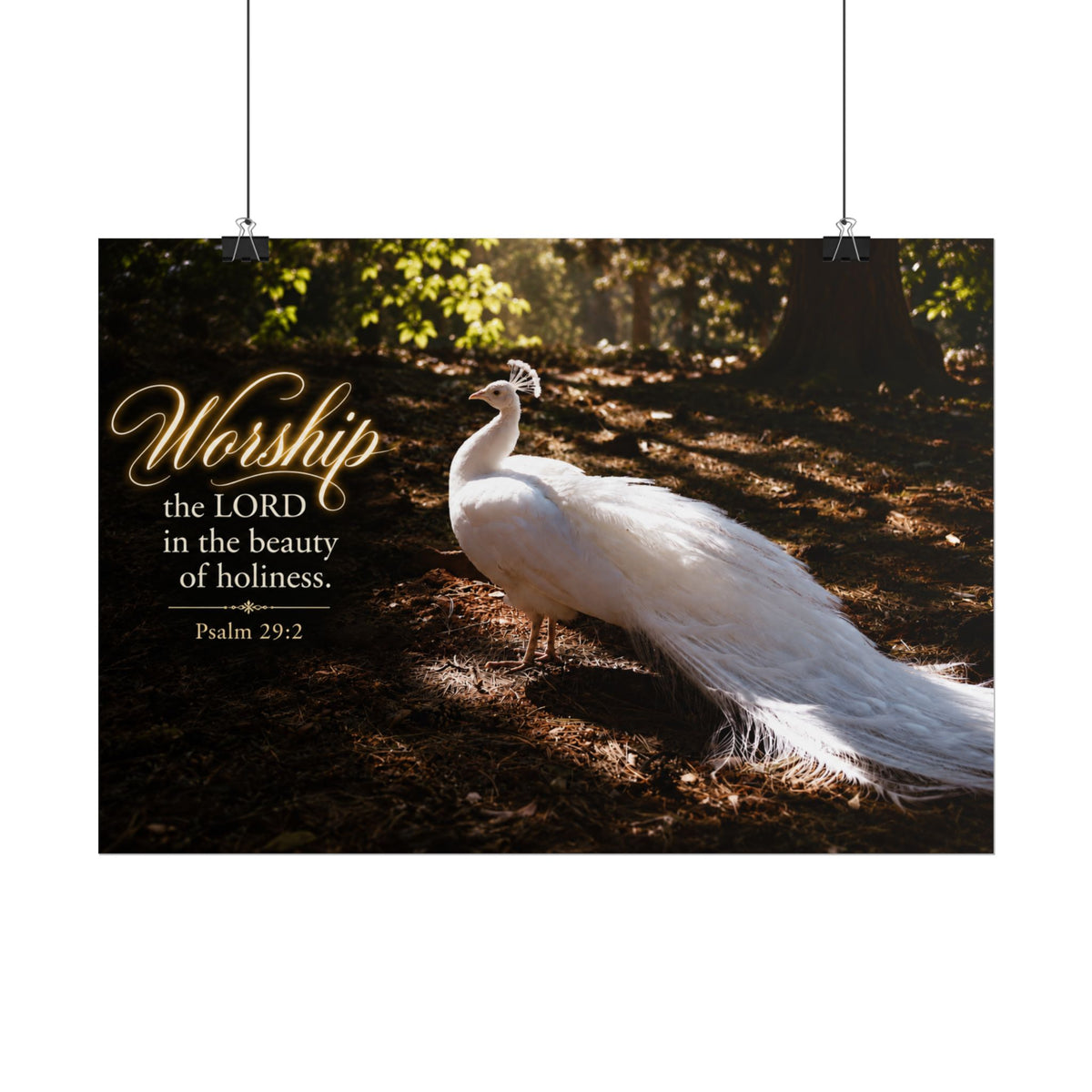 The Beauty of Holiness White Peacock - Poster