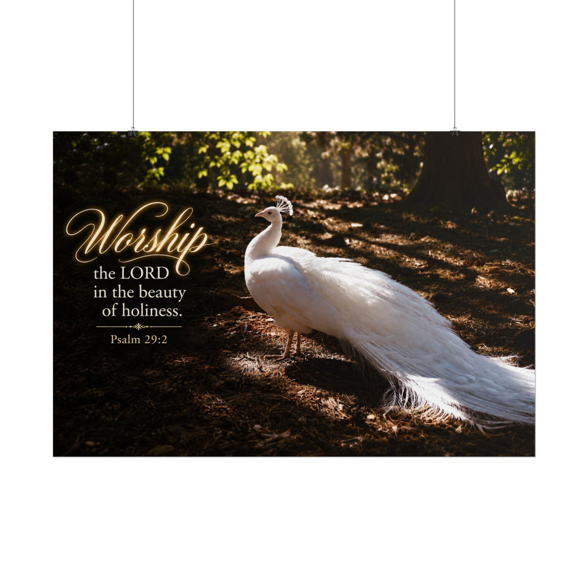 The Beauty of Holiness White Peacock - Poster