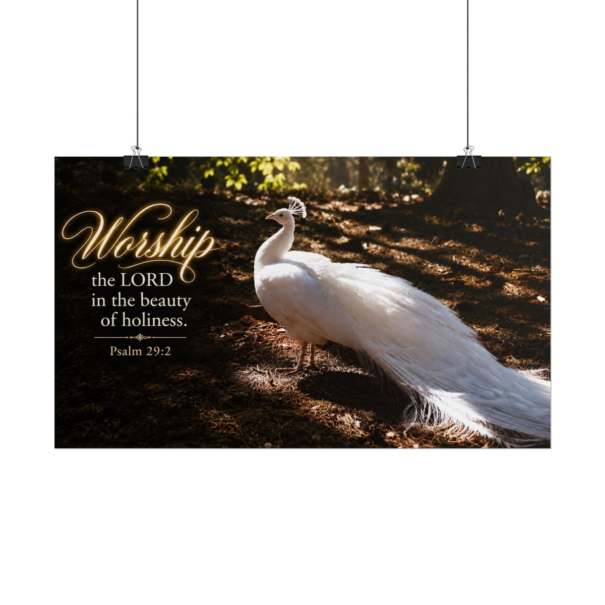 The Beauty of Holiness White Peacock - Poster