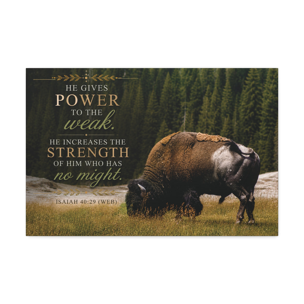 Strength Bison | Canvas