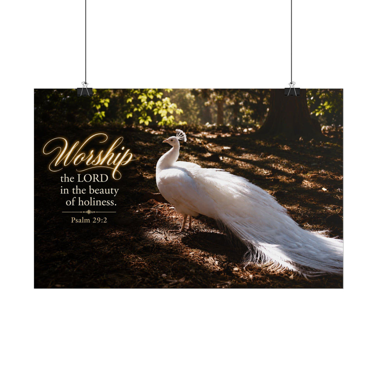 The Beauty of Holiness White Peacock - Poster