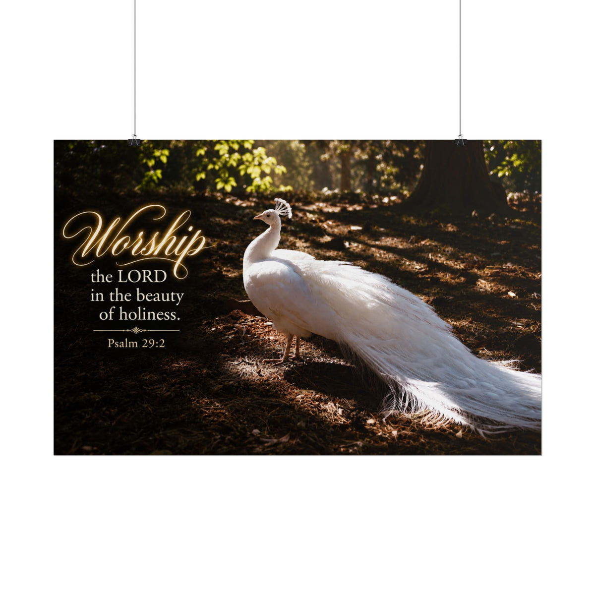 The Beauty of Holiness White Peacock - Poster