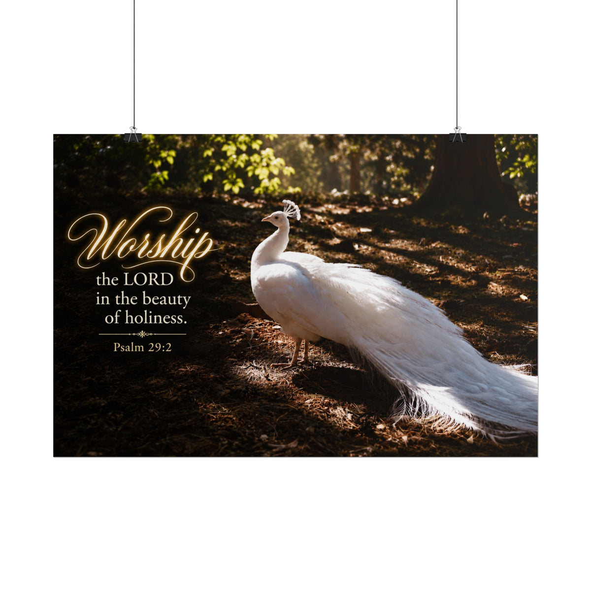 The Beauty of Holiness White Peacock - Poster