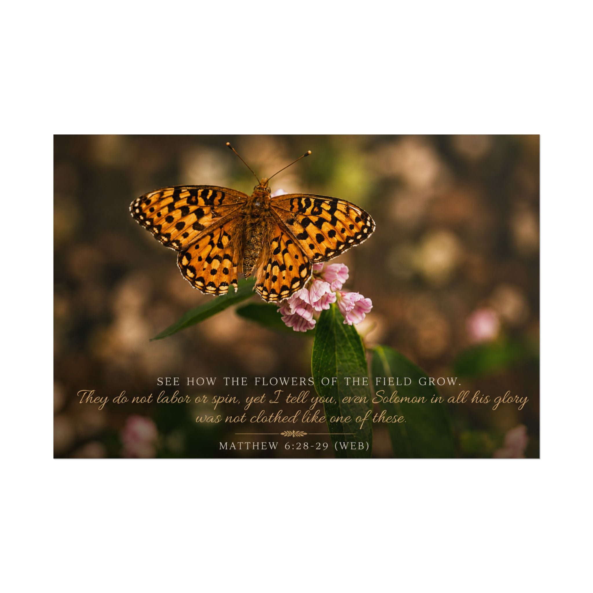 Orange Butterfly | Poster