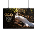 The Beauty of Holiness White Peacock - Poster