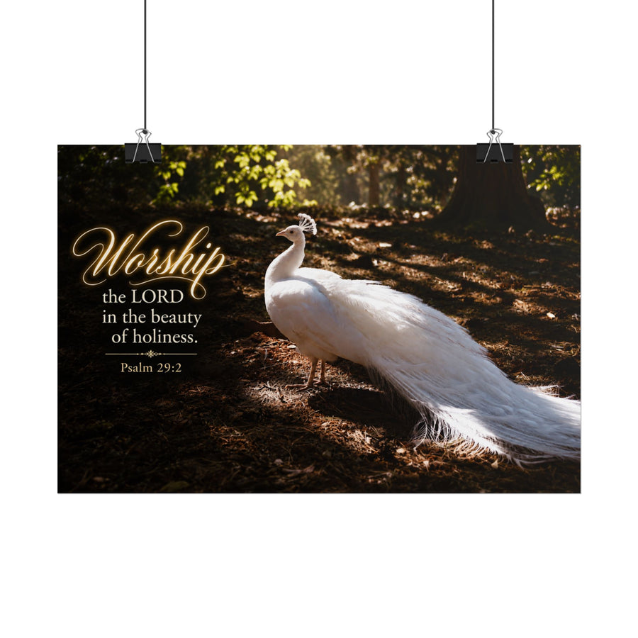 The Beauty of Holiness White Peacock - Poster