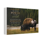 Strength Bison | Canvas